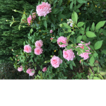 Blossoms forever <3