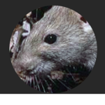 The RatYT Group
