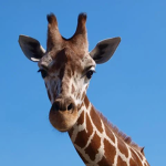 Save the giraffes