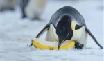 EATINGbananas