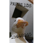 PAPUS lDS
