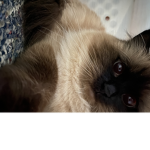 ∾ luvIys ∾