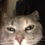 Frogssss—cats