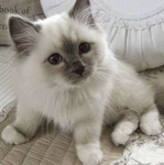 tessa's paws
