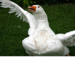 Goose group7