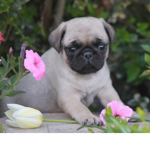 pug fan club