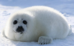 Seals rule the WORLD