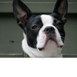 Boston Terrier clan