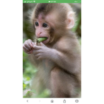 Fanofmonkey monkey group
