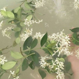 ✧.*