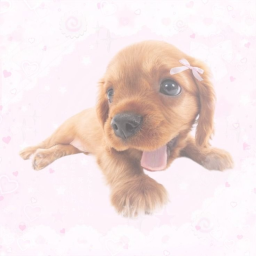 ᴘᴜᴘ･｡ﾟ･｡ﾟ