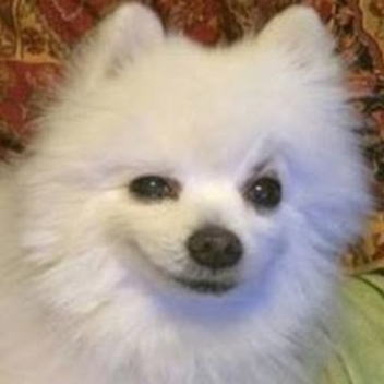 R.I.P Gabe 2011-2017