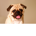 pugs rule