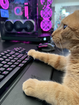 I GATTI BRO
