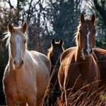 horses luvers! :D