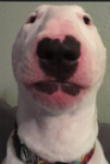 Dream20566 VS. AnyCuteCatNam