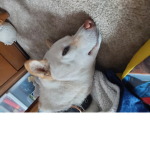Sleepy dog group