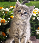 Kleine Cats