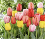 Tulip_community