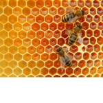 The bee rupublic