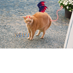 Cat peeps.