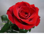 The flower group just for girls