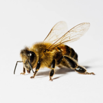 Bees R cool :)
