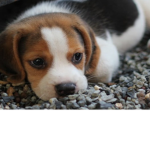 Puppy and dog savers