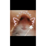 Hamster army yeah
