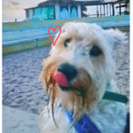 El pana rofi