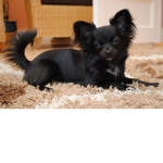 Puppy group for robuxxxx