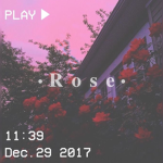 • R õ s e •