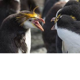 Rainbow penguin Place