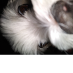 POG DOG MANAGEMENT