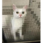 catimages