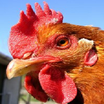 Order of the Chicken
