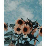 Aesthetic Sunflowers ʕ•ᴥ•ʔ