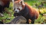 cookiefoxsquad