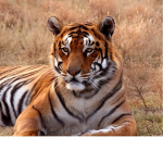 The tiger fans group