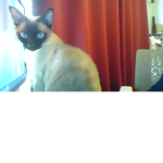 Scout The Cat Fan Club