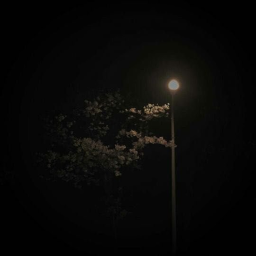 ✧