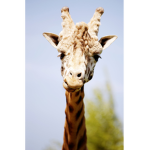 giraffes squads