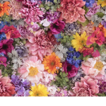 •~•Flower Squad•~•