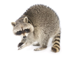The renegade raccoons