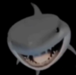 The SHARK ATTACK