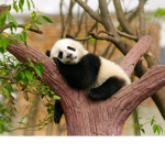 Panda Clan Plays XD