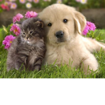 PUPPYS THE BEST