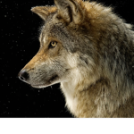 Wolfbloods real