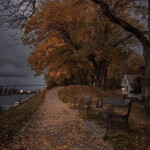 ⋆｡°✩🍂✩°｡⋆