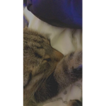 Cute cats meh cat lucky